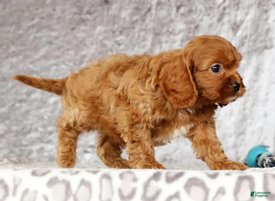 Cavapoo dogs for sale: Max - Ad 8
