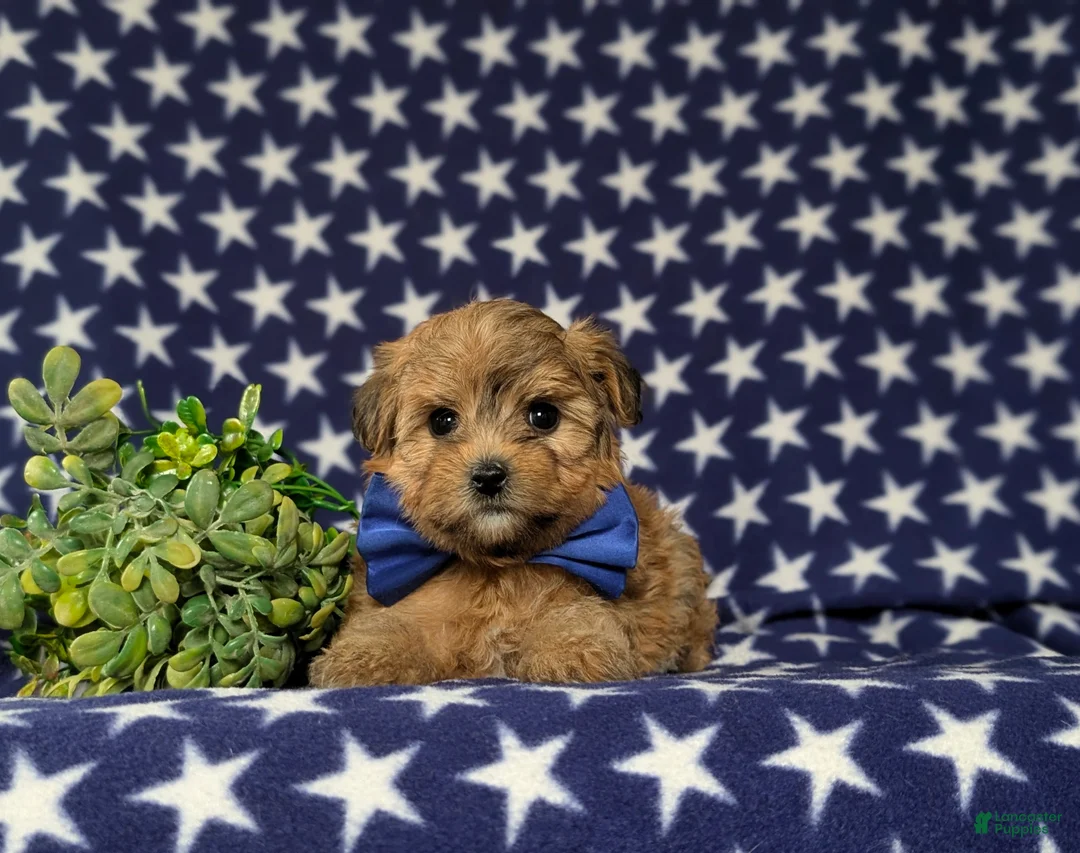Yorkiepoo dogs for sale: Graham - Ad 7