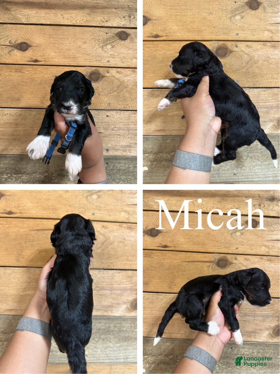 Mixed Breed dogs Micah - Ad 1