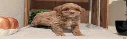Cockapoo dogs for sale: Eden - Ad 9