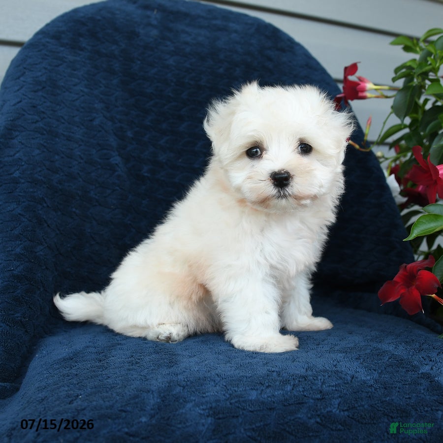 Maltese dogs Lilac - Ad 1