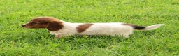 Miniature Dachshund dogs for sale: Haven - Ad 8