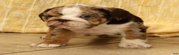 English Bulldog dogs for sale: Dozer - Ad 8