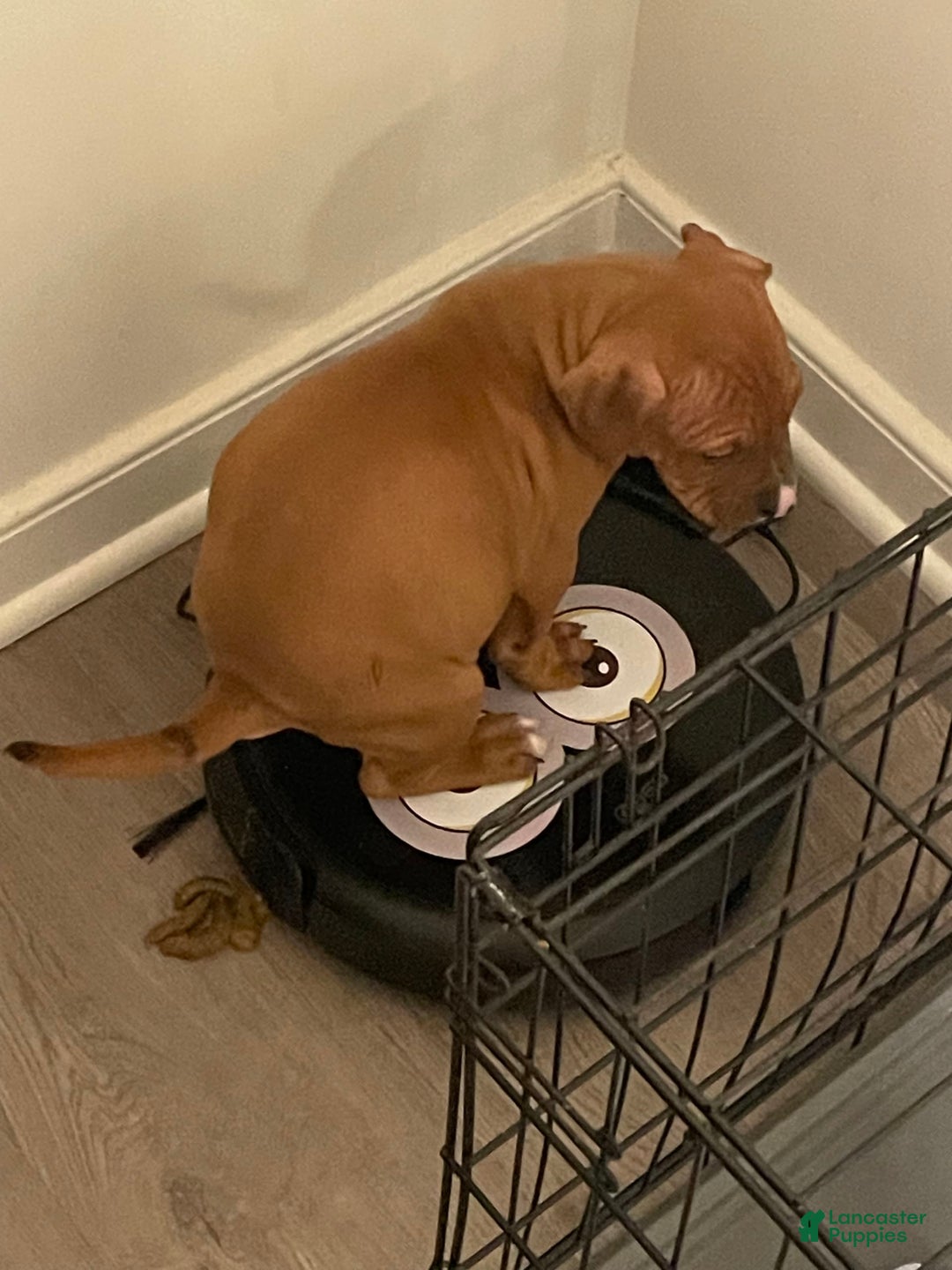 Gallery Image {{count}}