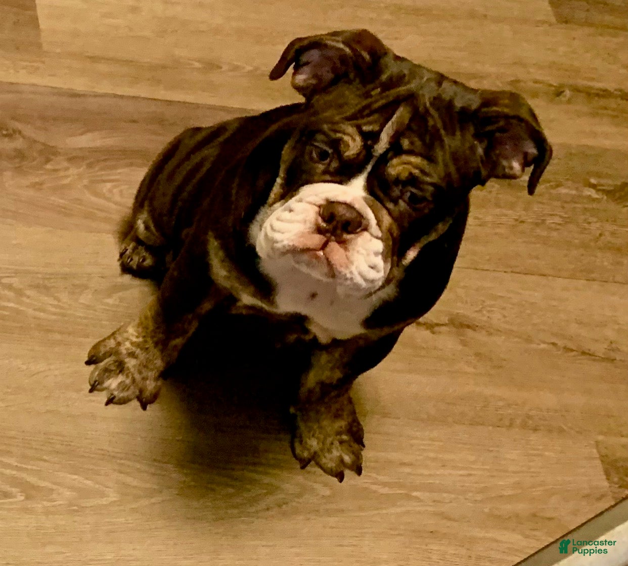 English Bulldog dogs X-man - Ad 27