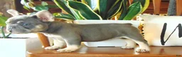 French Bulldog dogs for sale: Missy - Ad 5