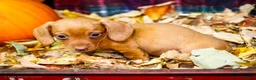Miniature Dachshund dogs for sale: Ronnie - Ad 18
