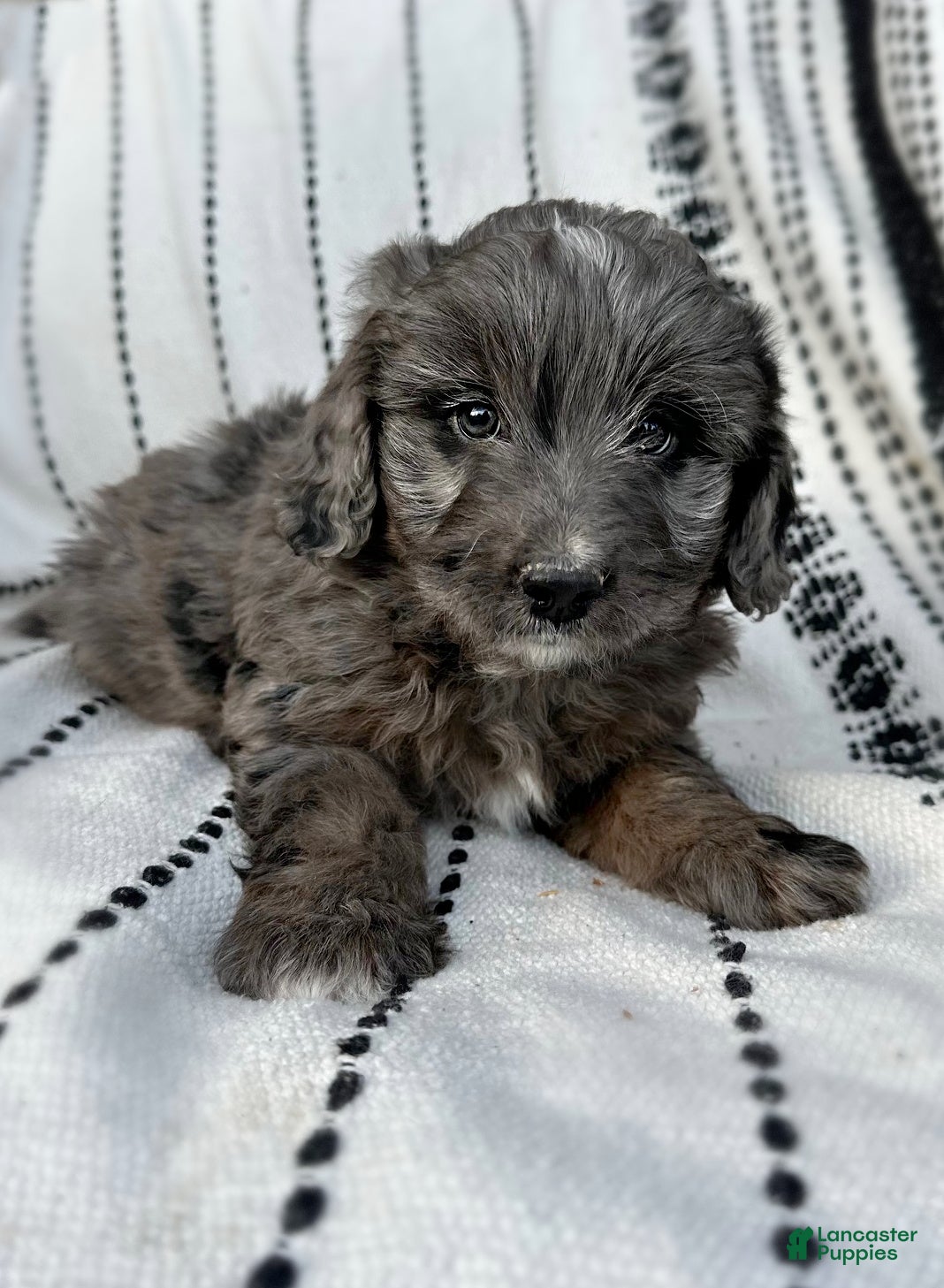 Mini Aussiedoodle dogs Ripley - Ad 20