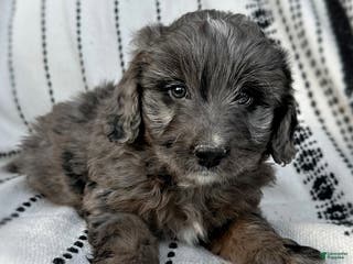 Mini Aussiedoodle dogs Ripley - Ad 20