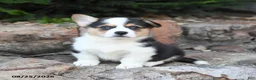 Welsh Corgi Pembroke dogs for sale: Baby Ruth - Ad 3