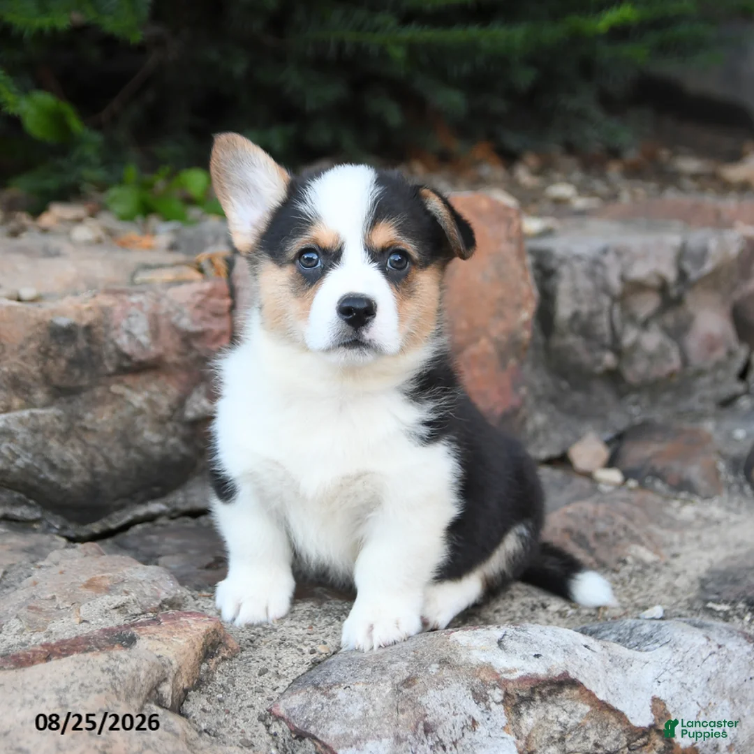 Welsh Corgi Pembroke dogs for sale: Baby Ruth - Ad 3