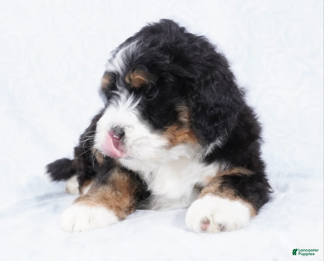 Mini Bernedoodle dogs for sale: Benji - Ad 3