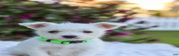Mixed Breed dogs for sale: Cutie - Ad 6