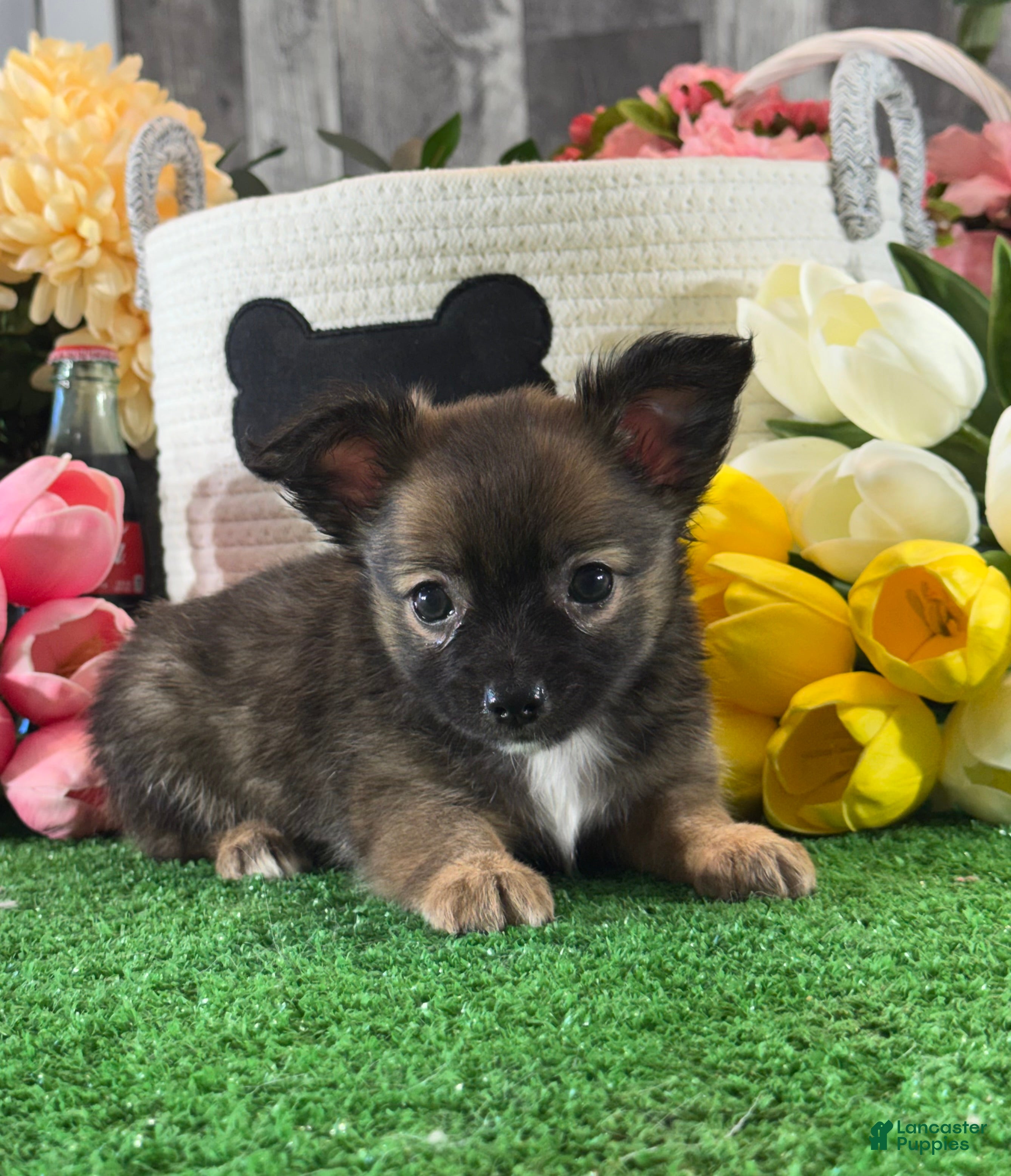 Chihuahua dogs for sale: Franklin  - Ad 3