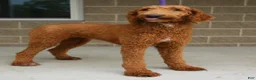 Standard Poodle dogs for sale: Hannah AKC - Ad 5