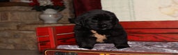 Newfoundland dogs for sale: Raven - Ad 6