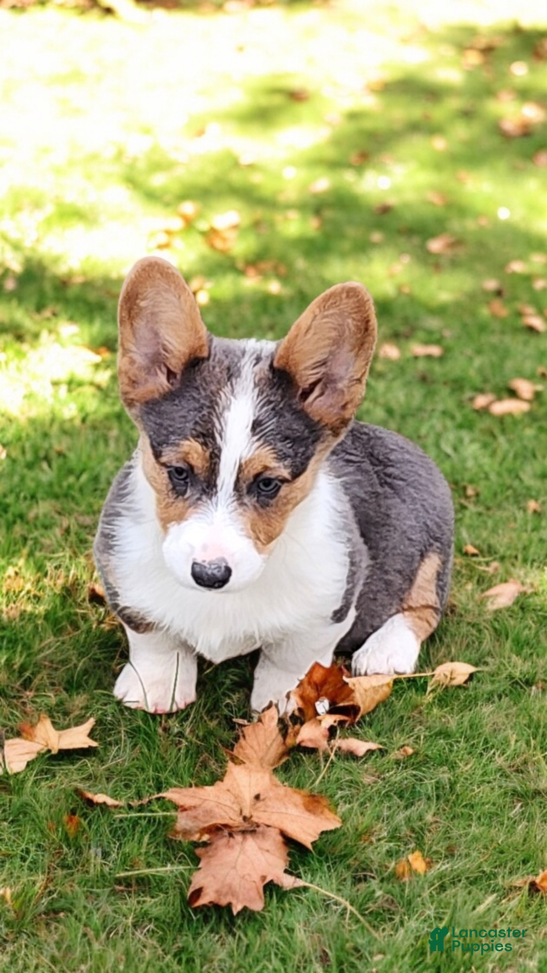 Welsh Corgi Pembroke dogs for sale: Axel Bluie - Ad 14
