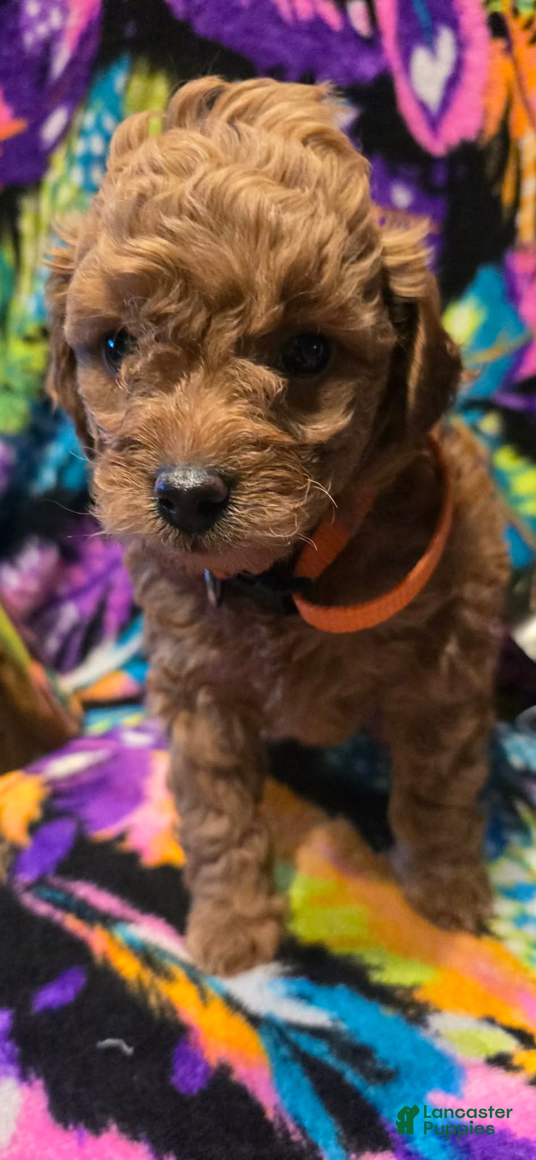 Mini Goldendoodle dogs for sale: Nova - Ad 1