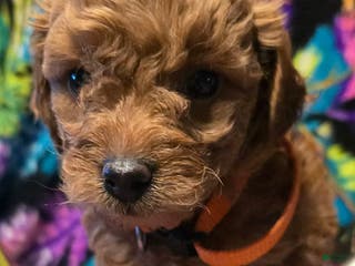 Mini Goldendoodle dogs Nova - Ad 26