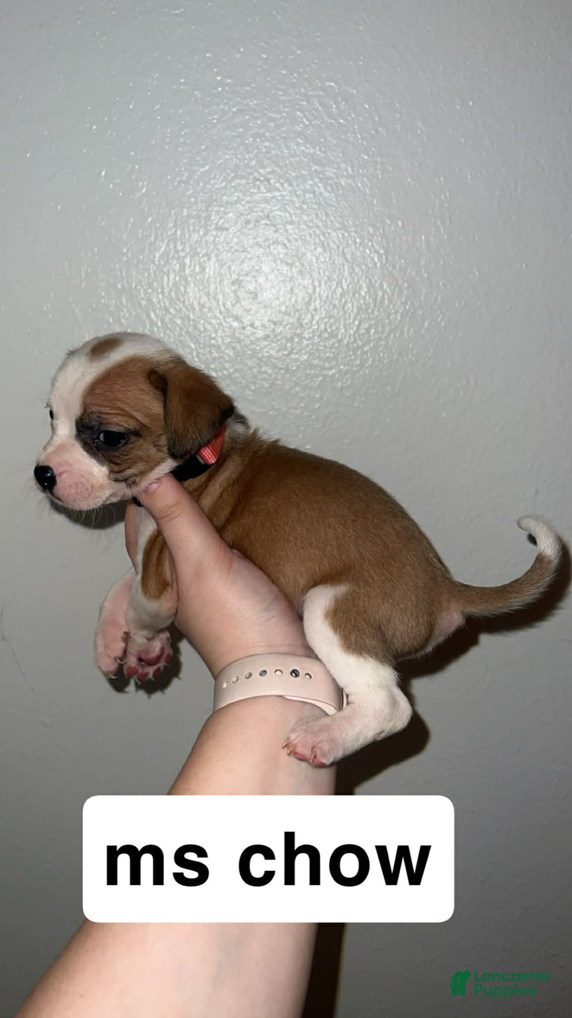 Mixed Breed dogs Mixed Breed Puppy 3 - Ad 42