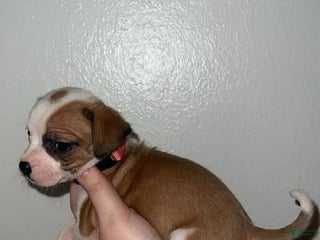 Mixed Breed dogs Mixed Breed Puppy 3 - Ad 42