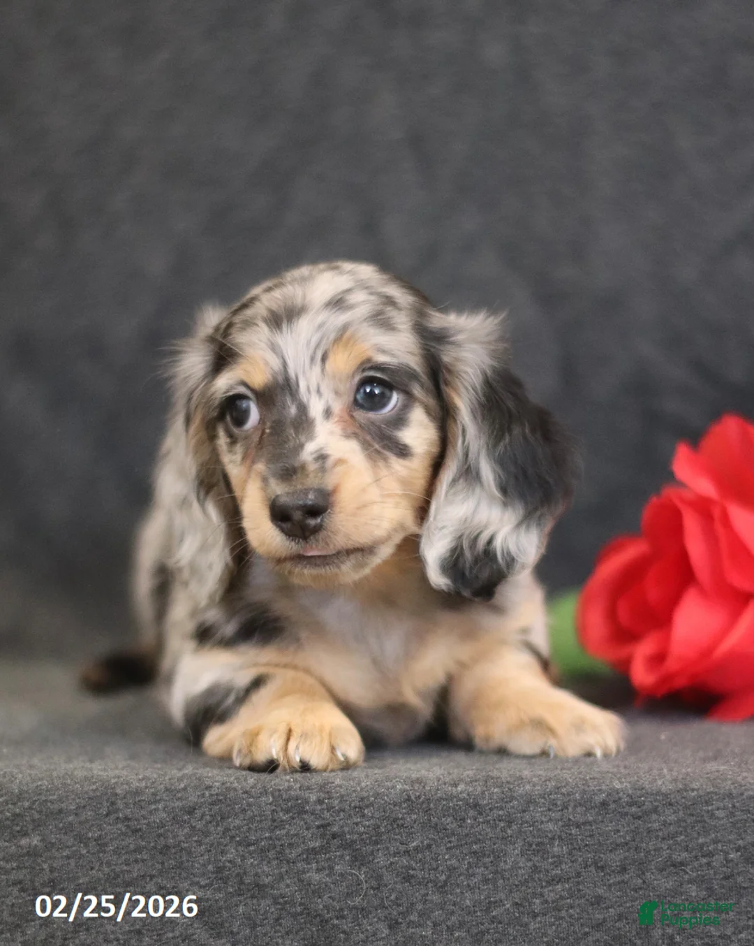 Miniature Dachshund dogs for sale: Miles - Ad 3