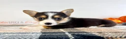 Welsh Corgi Pembroke dogs for sale: CKC Gwen - Ad 2