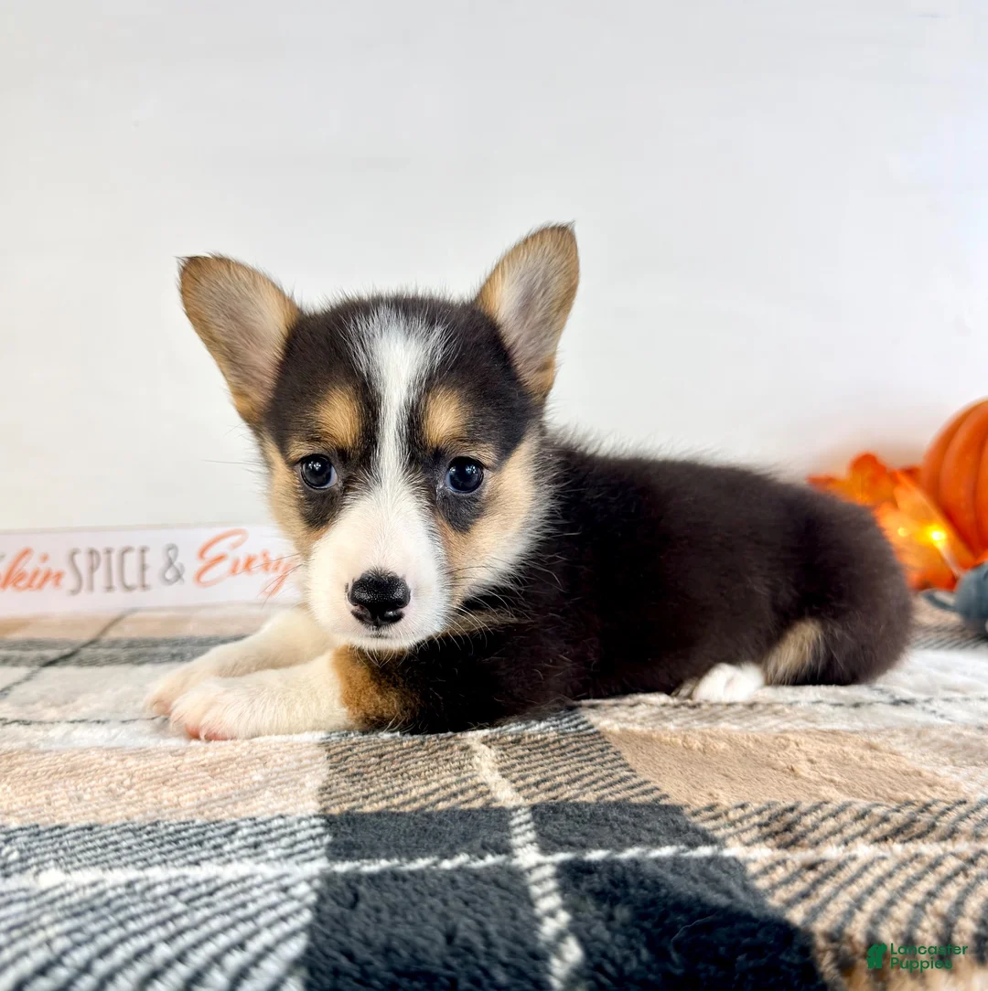 Welsh Corgi Pembroke dogs for sale: CKC Gwen - Ad 2