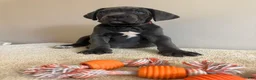 Cane Corso dogs for sale: Roxie  - Ad 7