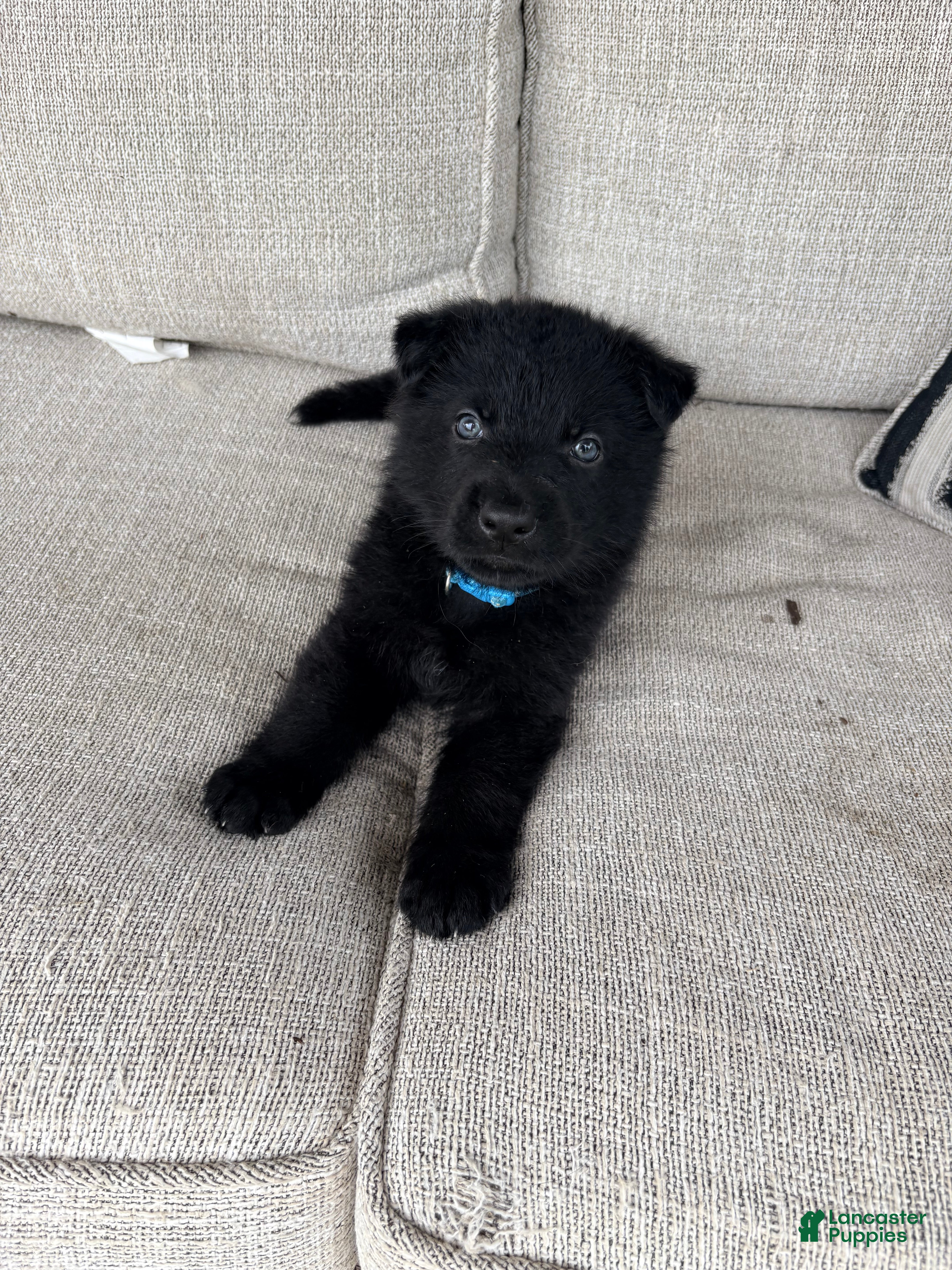 German Shepherd dogs German Shepherd Puppy 1 - Ad 1