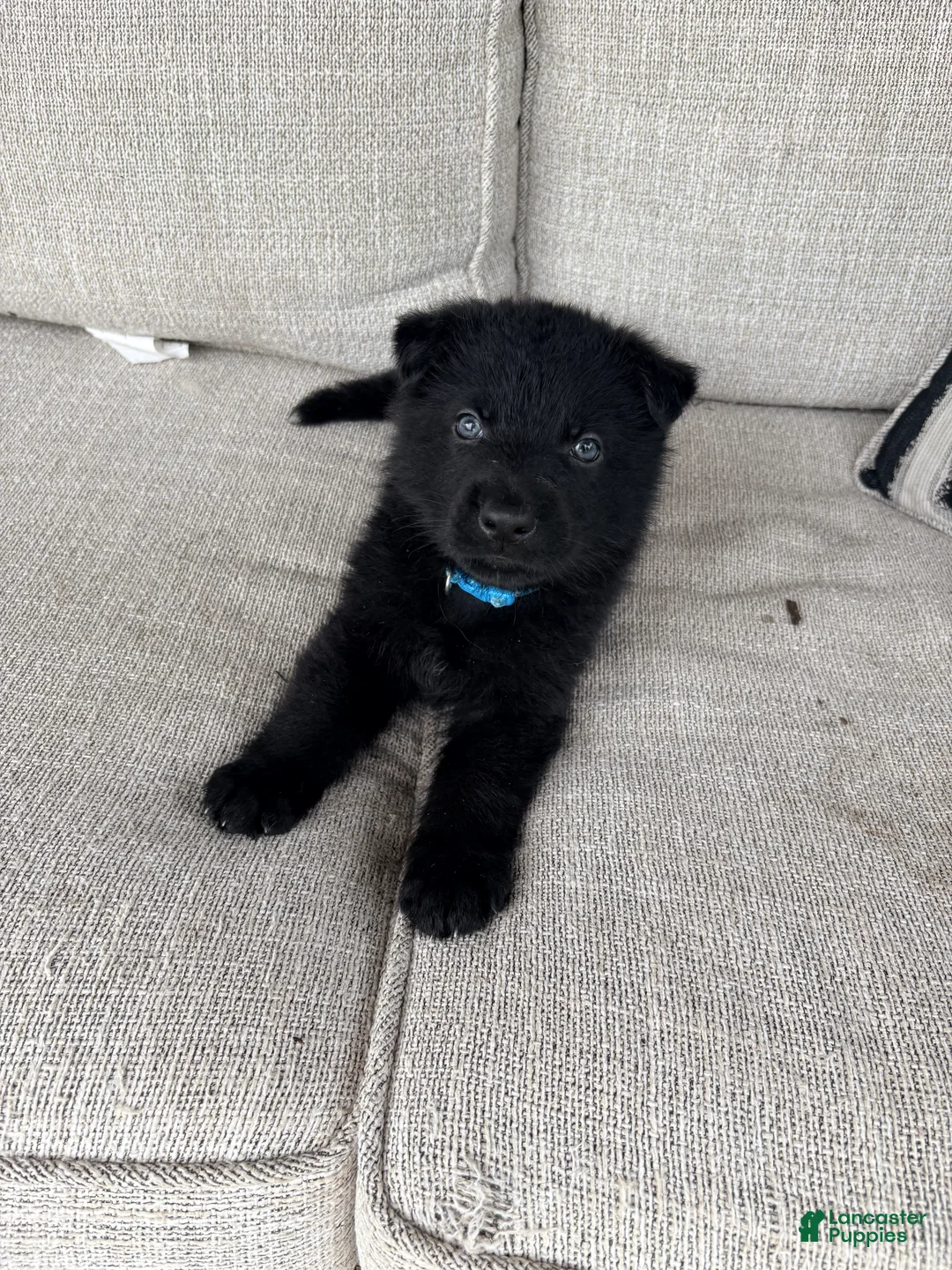 German Shepherd dogs for sale: German Shepherd Puppy 1 - Ad 1