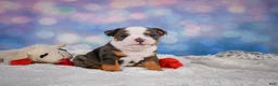 English Bulldog dogs for sale: Bruno - Ad 5