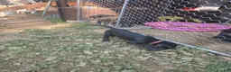 Great Dane dogs for sale: Great Dane 1 light pink collar - Ad 5
