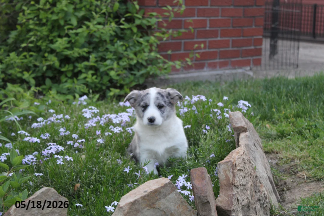 Mixed Breed dogs for sale: Jasmin - Ad 2