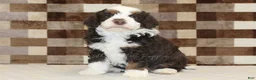 Mini Bernedoodle dogs for sale: Henry - Ad 3