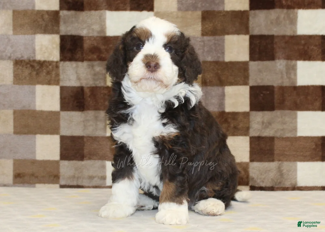 Mini Bernedoodle dogs for sale: Henry - Ad 3