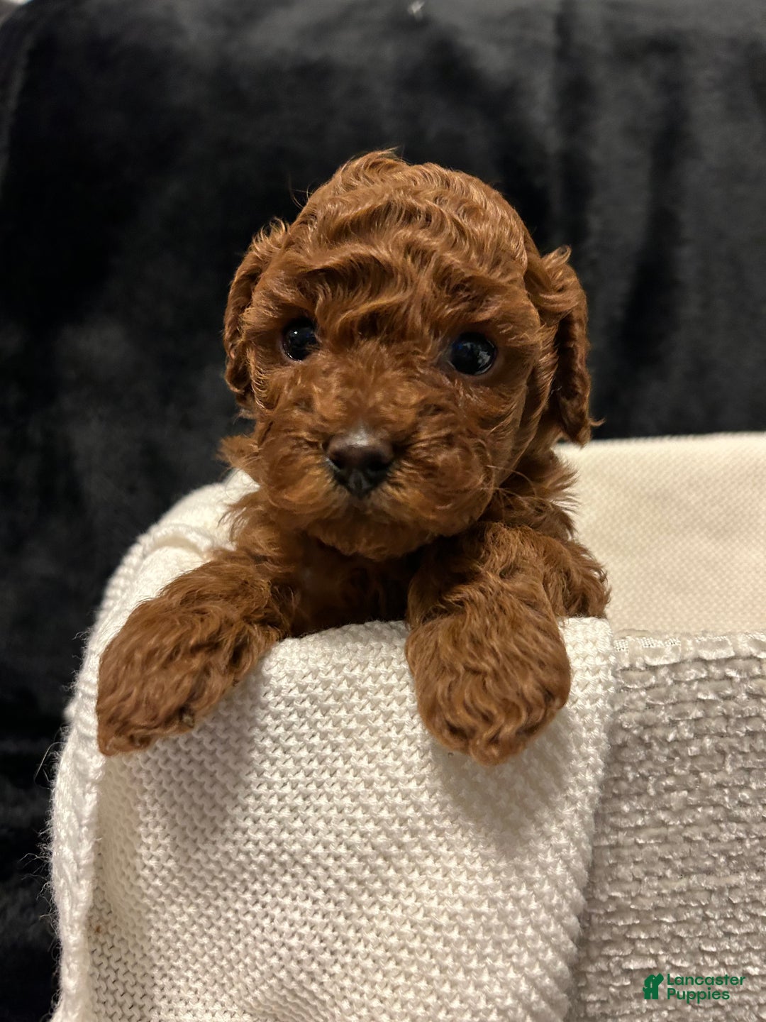Toy Poodle dogs for sale: Dorthy - Ad 13