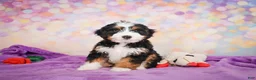 Mini Bernedoodle dogs for sale: Shadow - Ad 3