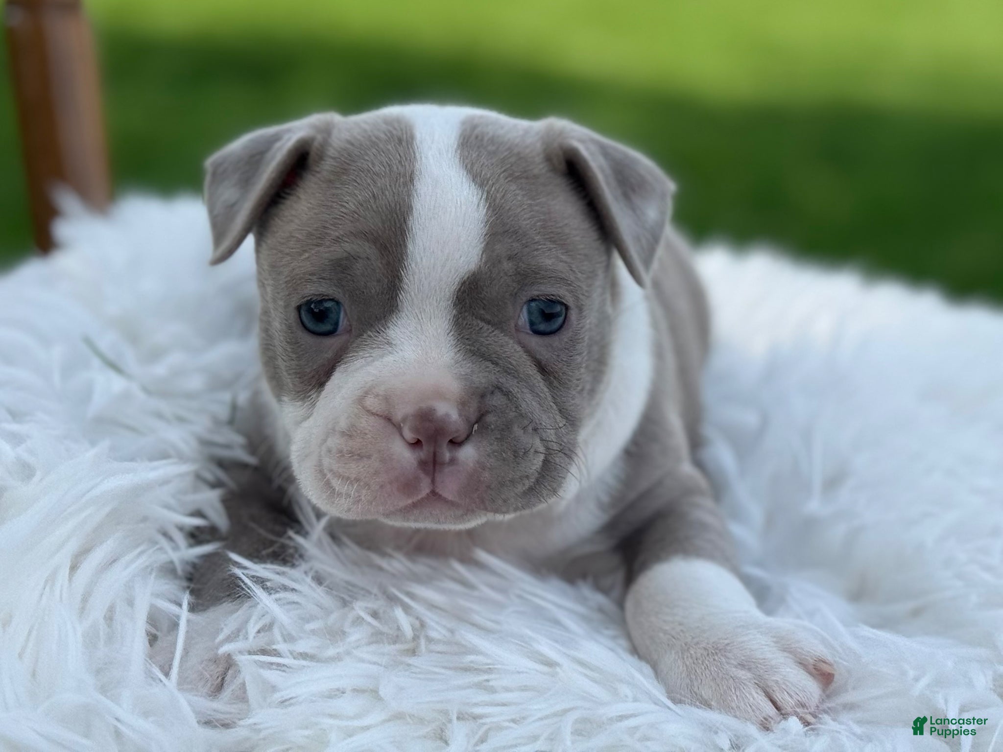 Boston Terrier dogs Dash - Ad 2