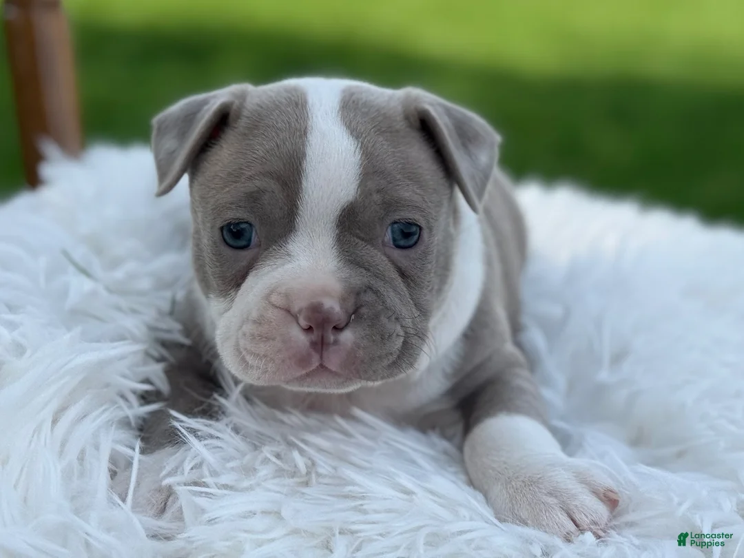 Boston Terrier dogs for sale: Dash - Ad 2