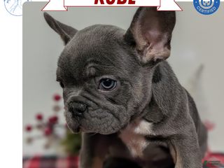 French Bulldog dogs Kobe - Ad 32