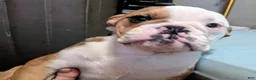 English Bulldog dogs for sale: English Bulldog 2 sandy - Ad 13