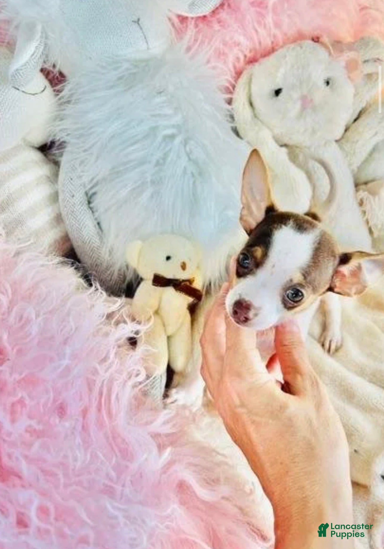 Chihuahua dogs Teacup Chihuahua  hand delivery  - Ad 1