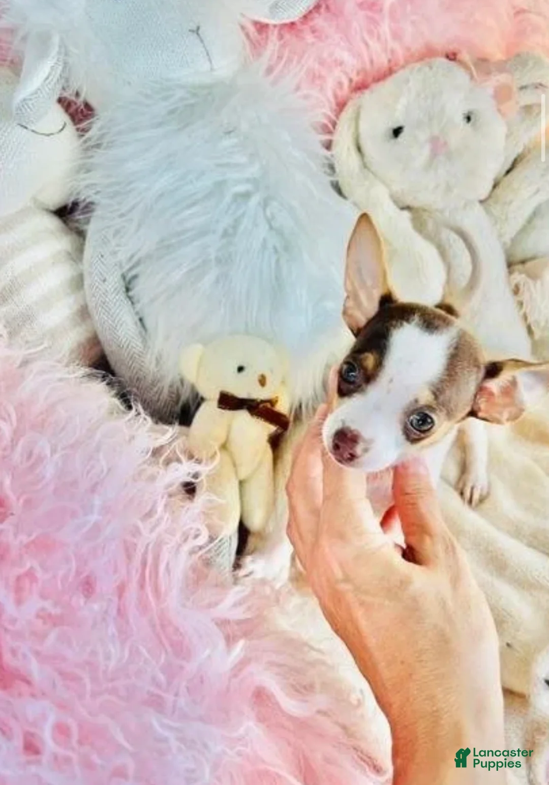 Chihuahua dogs for sale: Teacup Chihuahua  hand delivery  - Ad 1