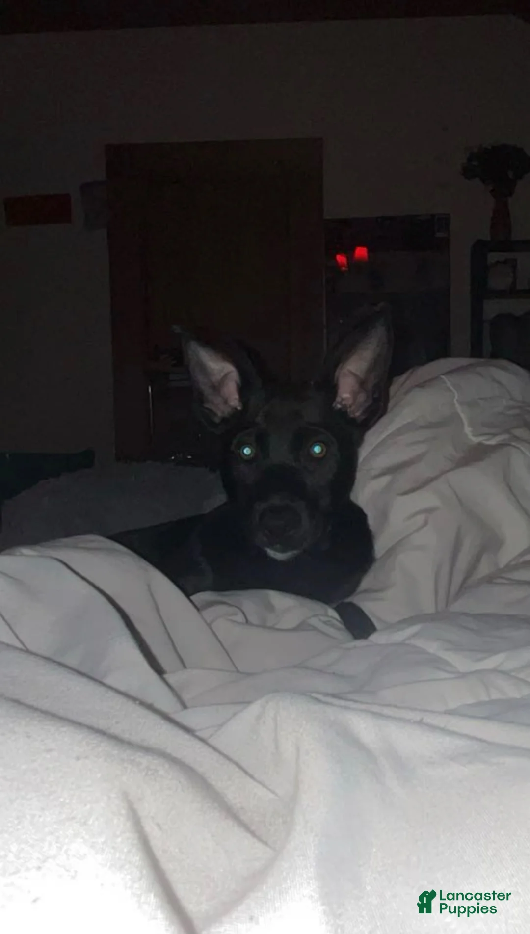 Mixed Breed dogs for sale: Dakota - Ad 4