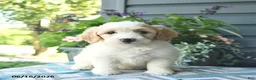 Mini Goldendoodle dogs for sale: Annabell - Ad 2