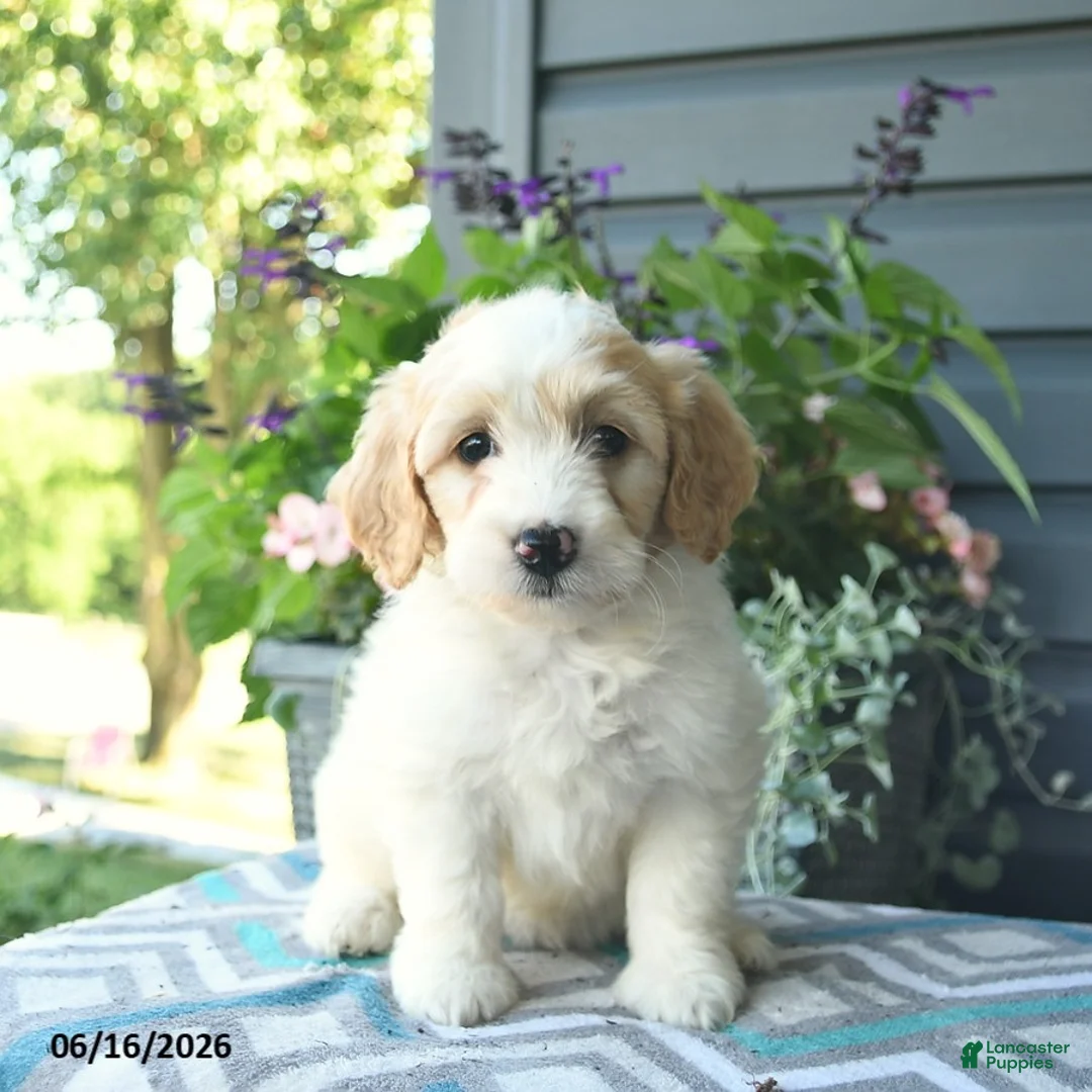 Mini Goldendoodle dogs for sale: Annabell - Ad 2