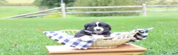 Miniature Australian Shepherd dogs for sale: Ava - Ad 3