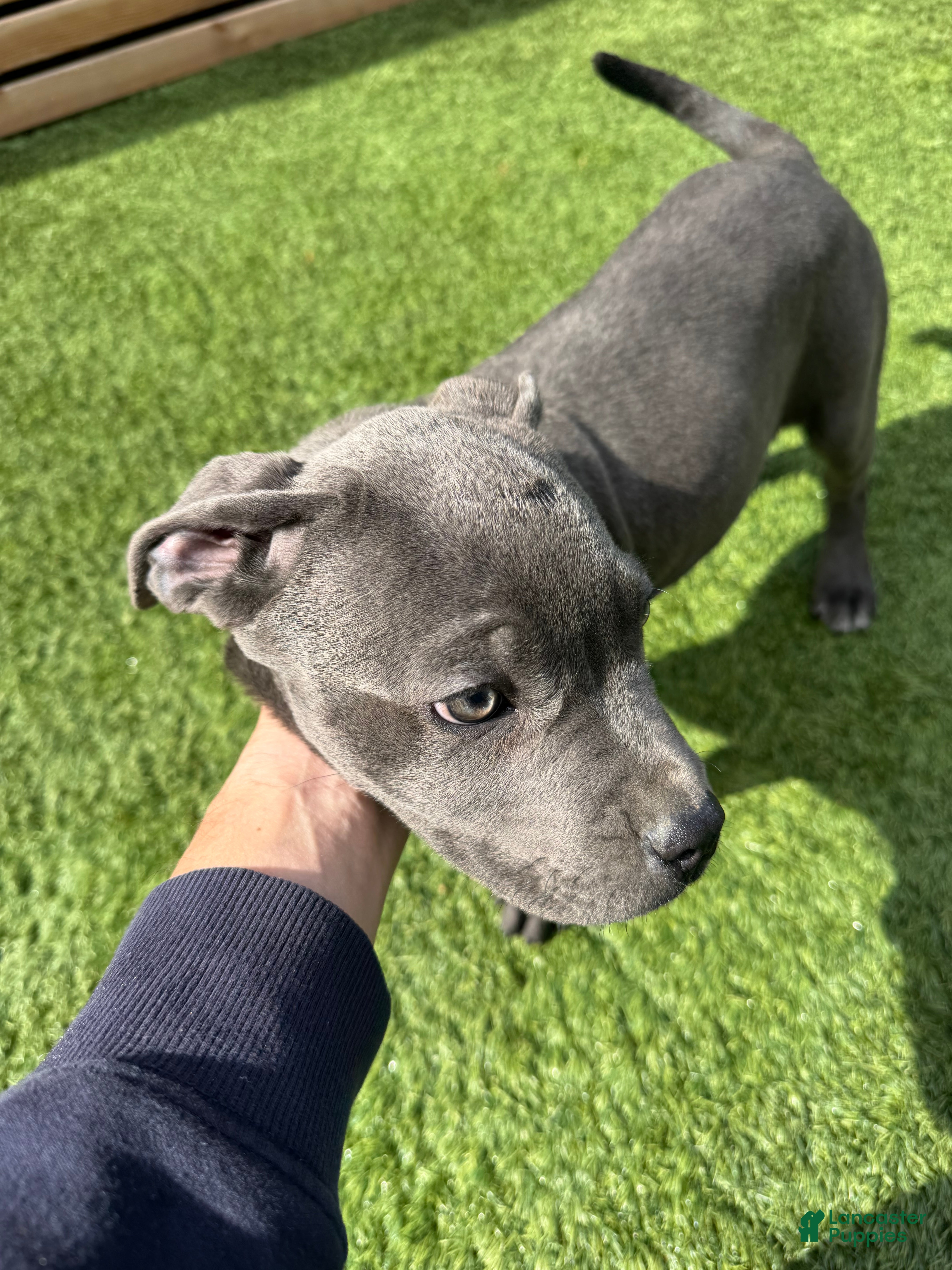 Cane Corso dogs Cane Corso Puppy 3 - Ad 4