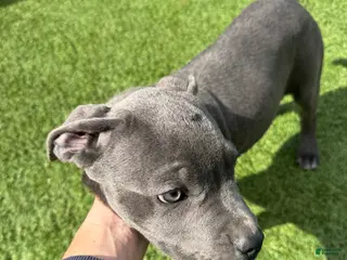 Cane Corso dogs Cane Corso Puppy 3 - Ad 4